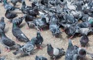 Terre del Reno (fe):  I piccioni sono tornati,  Lodi 