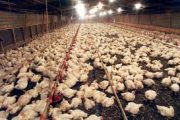 Regione Emilia Romagna - A Conselice individuato un focolaio di aviaria